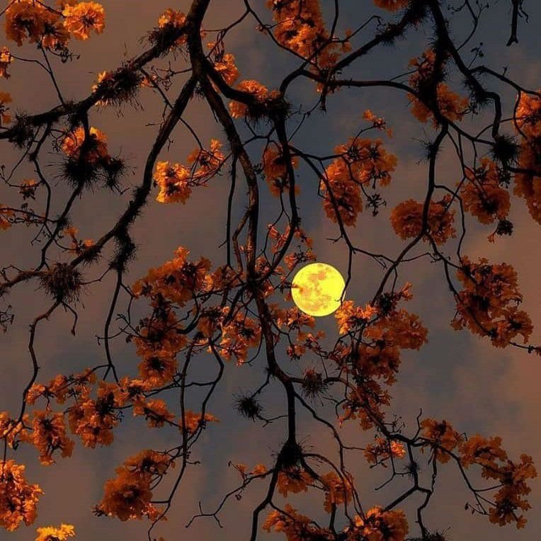 تصویر پروفایل میزبان