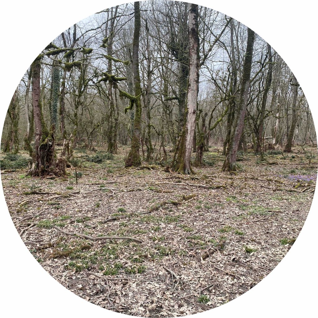 تصویر پروفایل میزبان