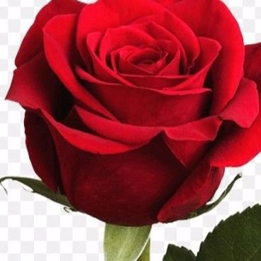 تصویر پروفایل میزبان