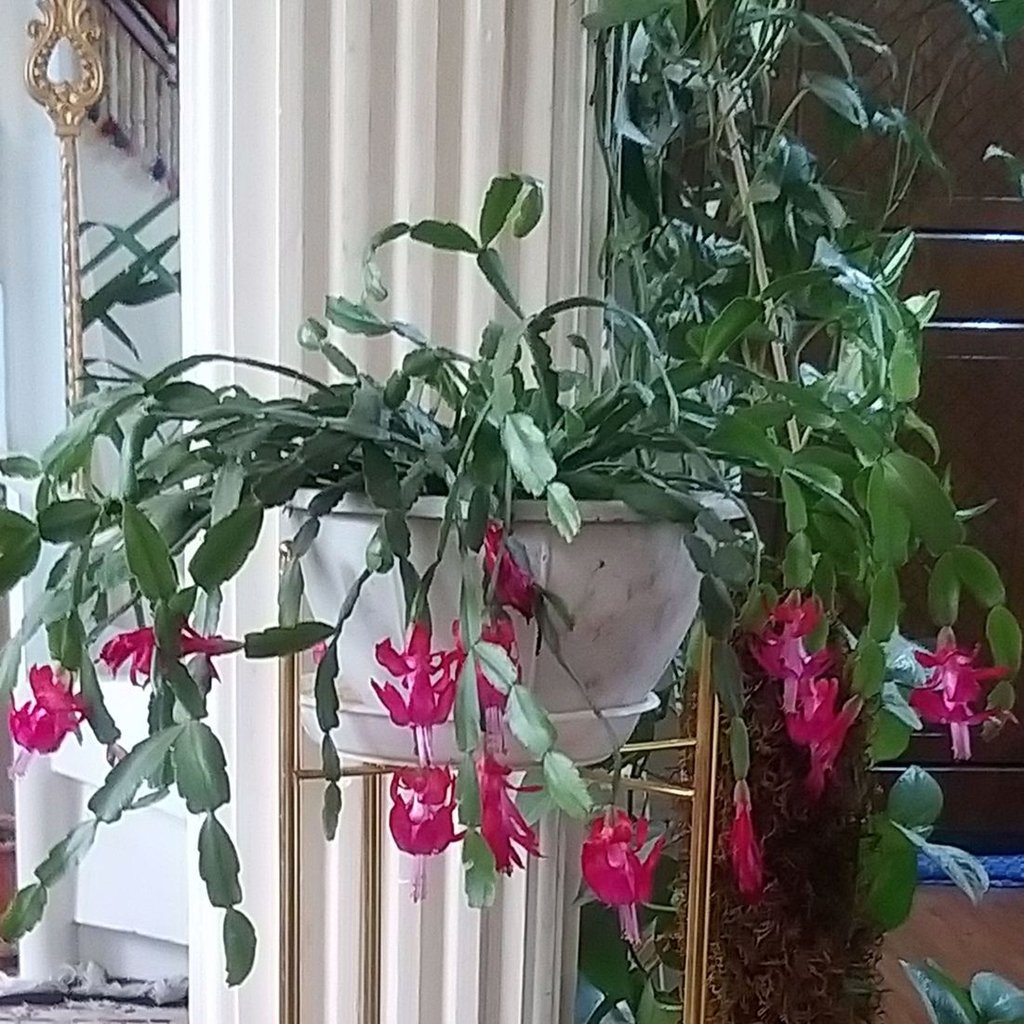 فاطمه