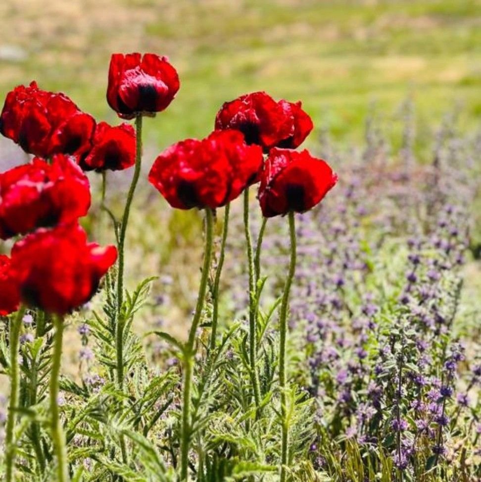 سمیه