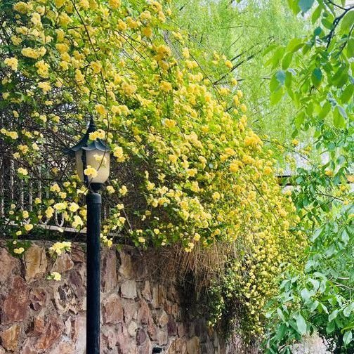 تصویر پروفایل میزبان