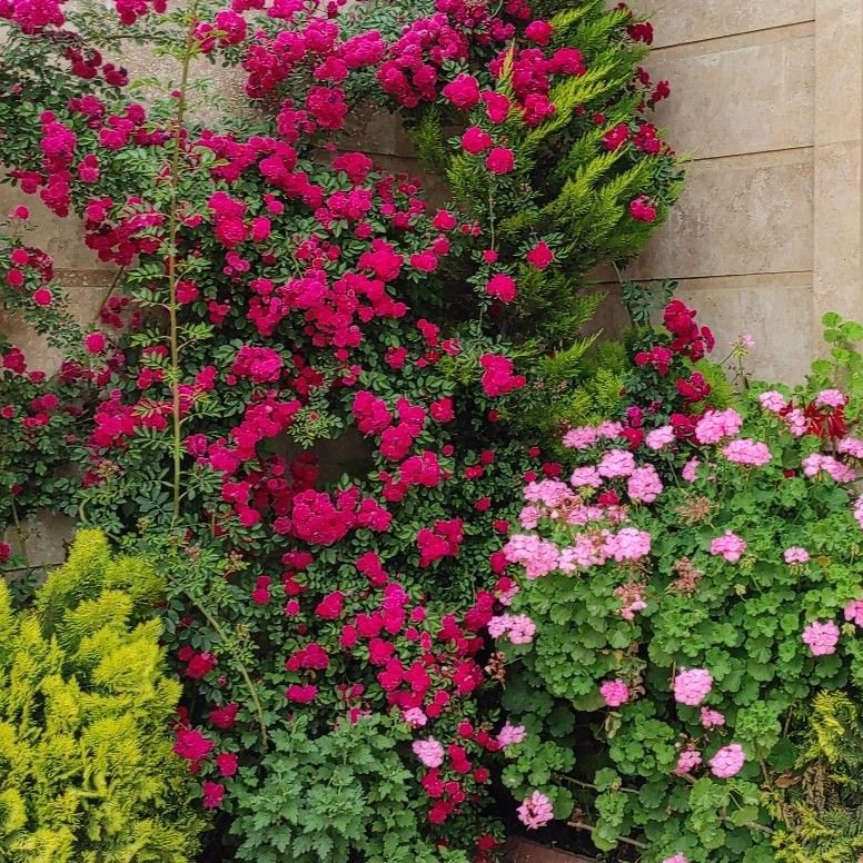 مهدی