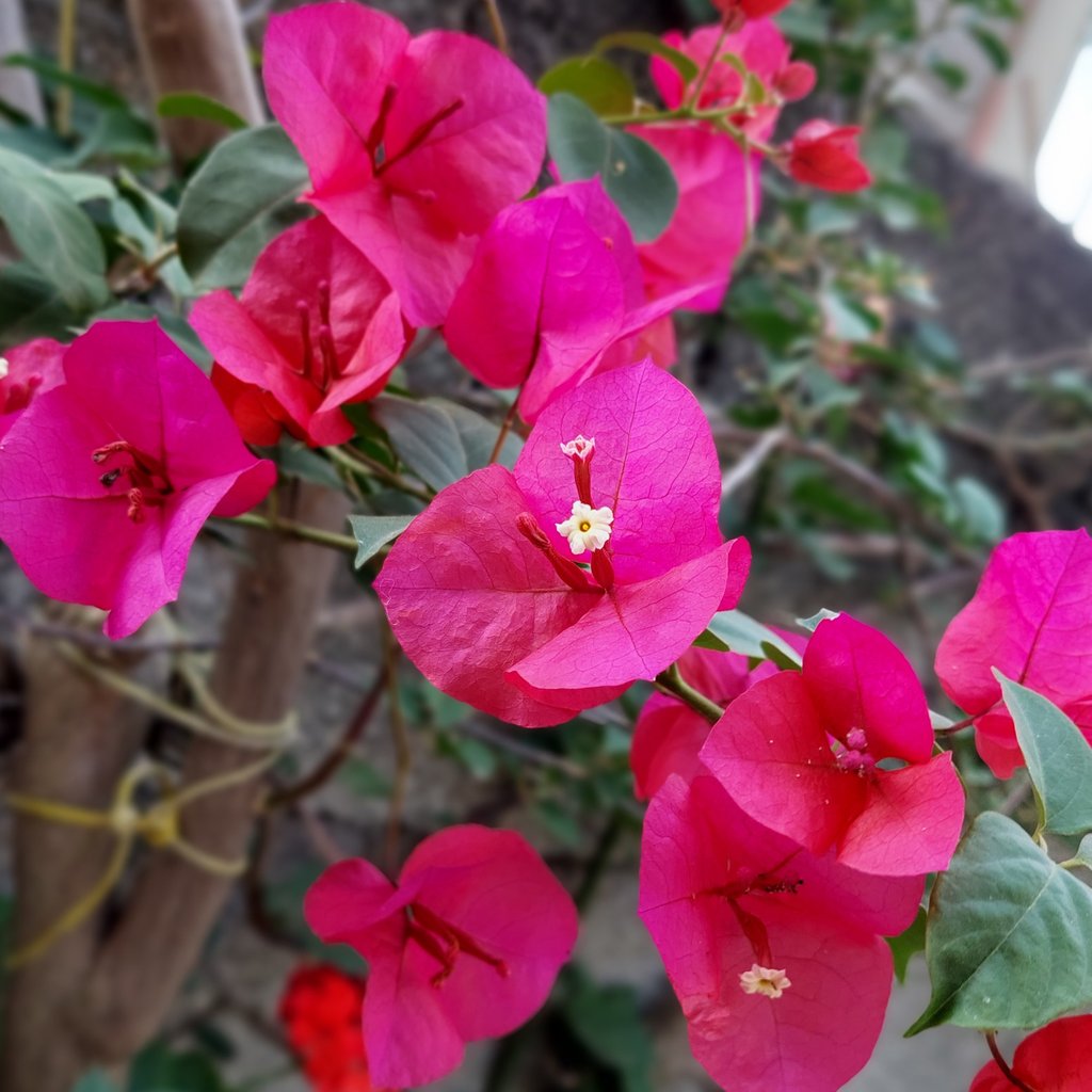 سمانه ماجدی