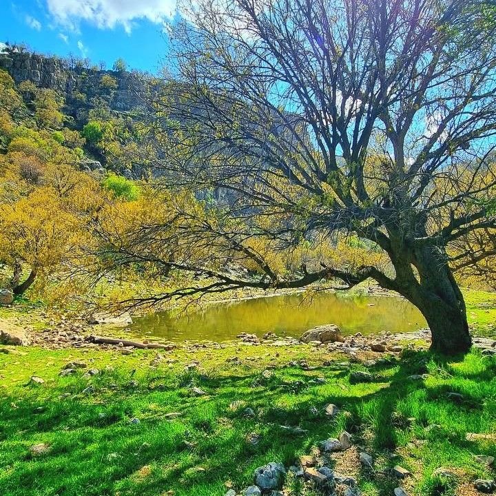 جمال