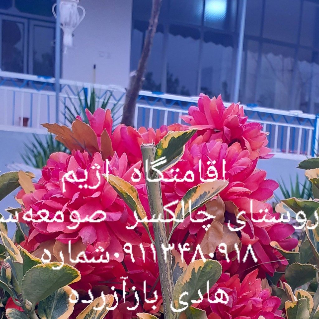 تصویر پروفایل میزبان