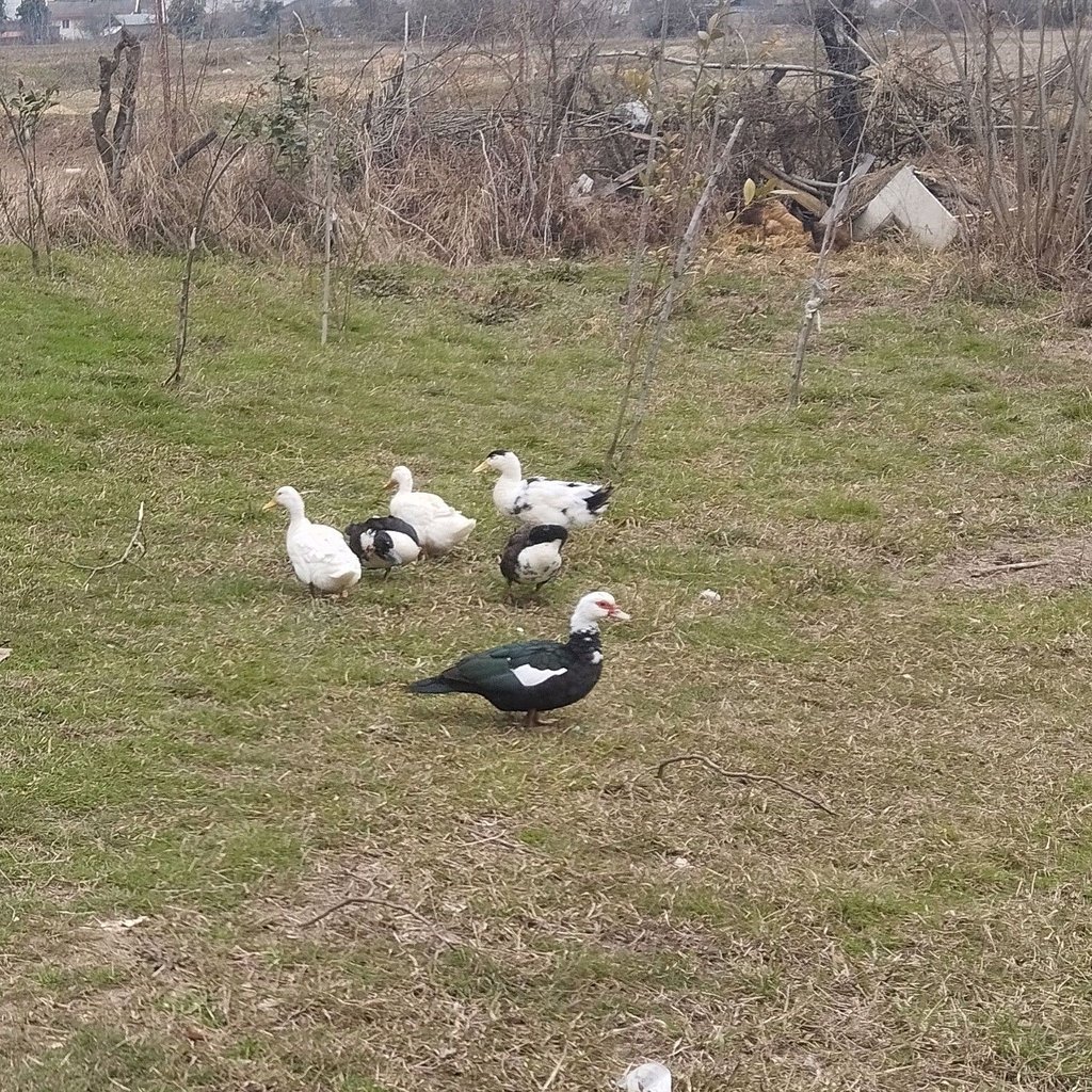 عبدالله هژبر