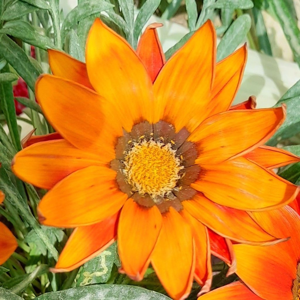 مهدی