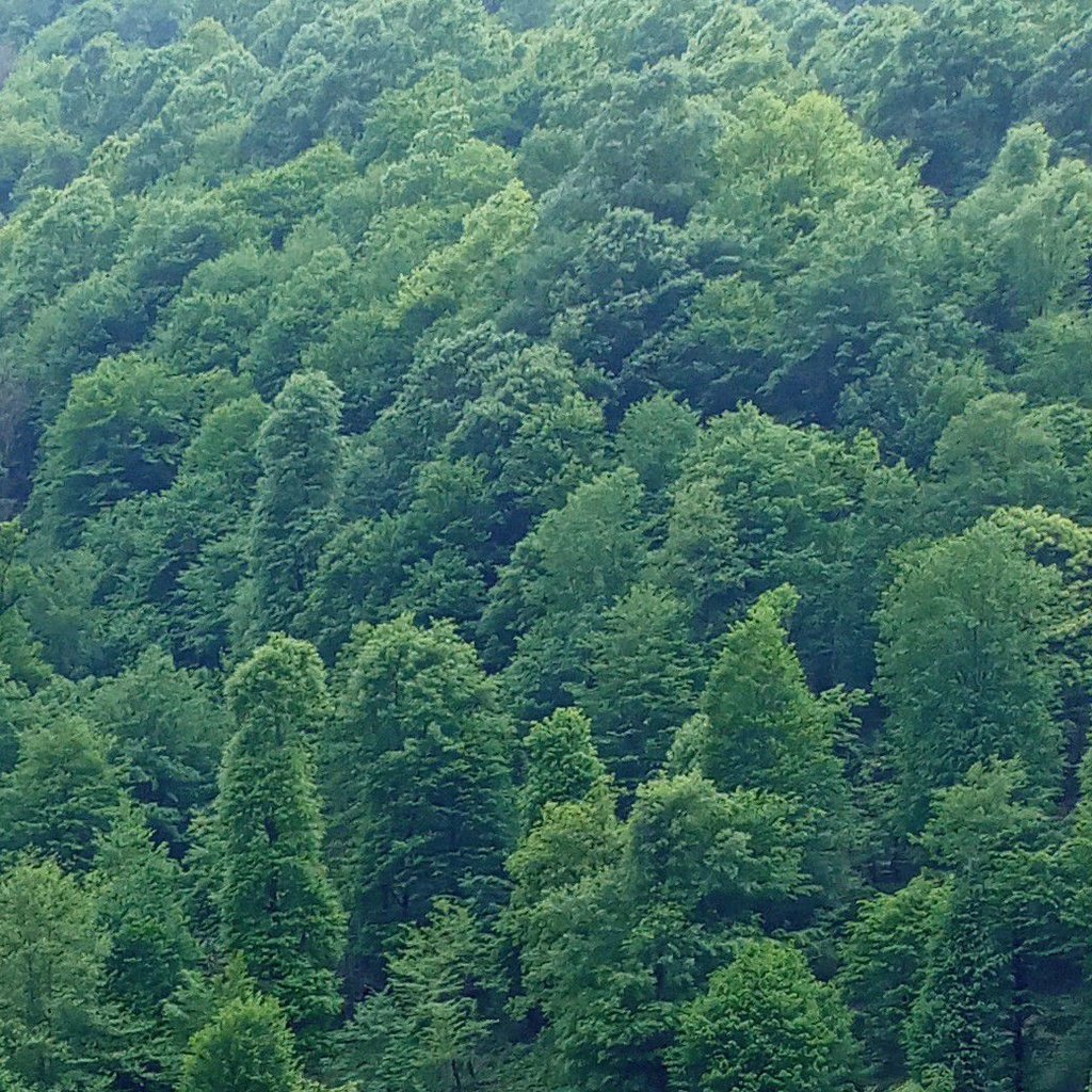 تصویر پروفایل میزبان