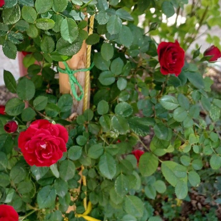 سمیرا