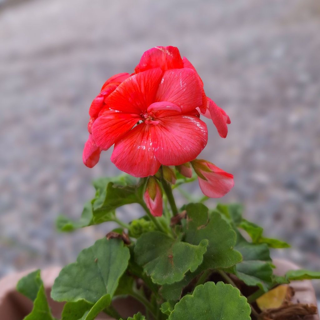 تصویر پروفایل میزبان