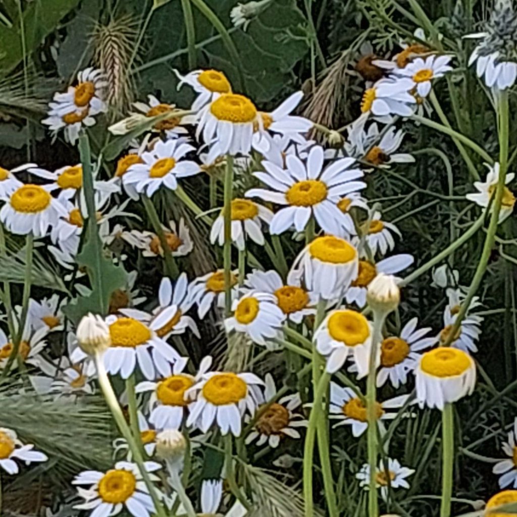 تصویر پروفایل میزبان