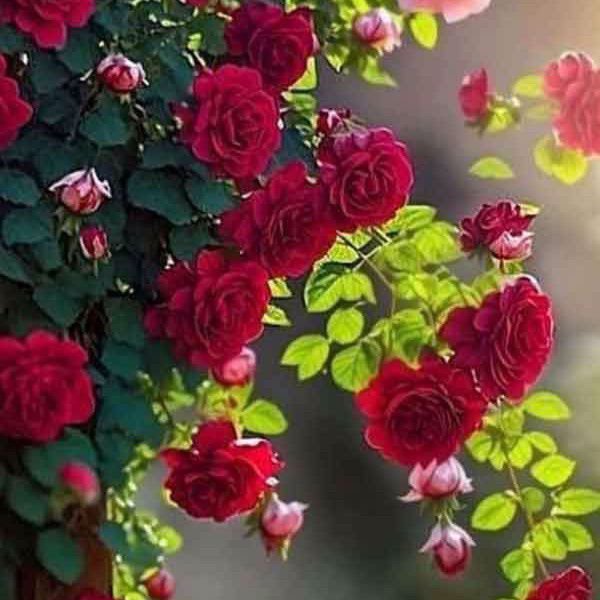 تصویر پروفایل میزبان