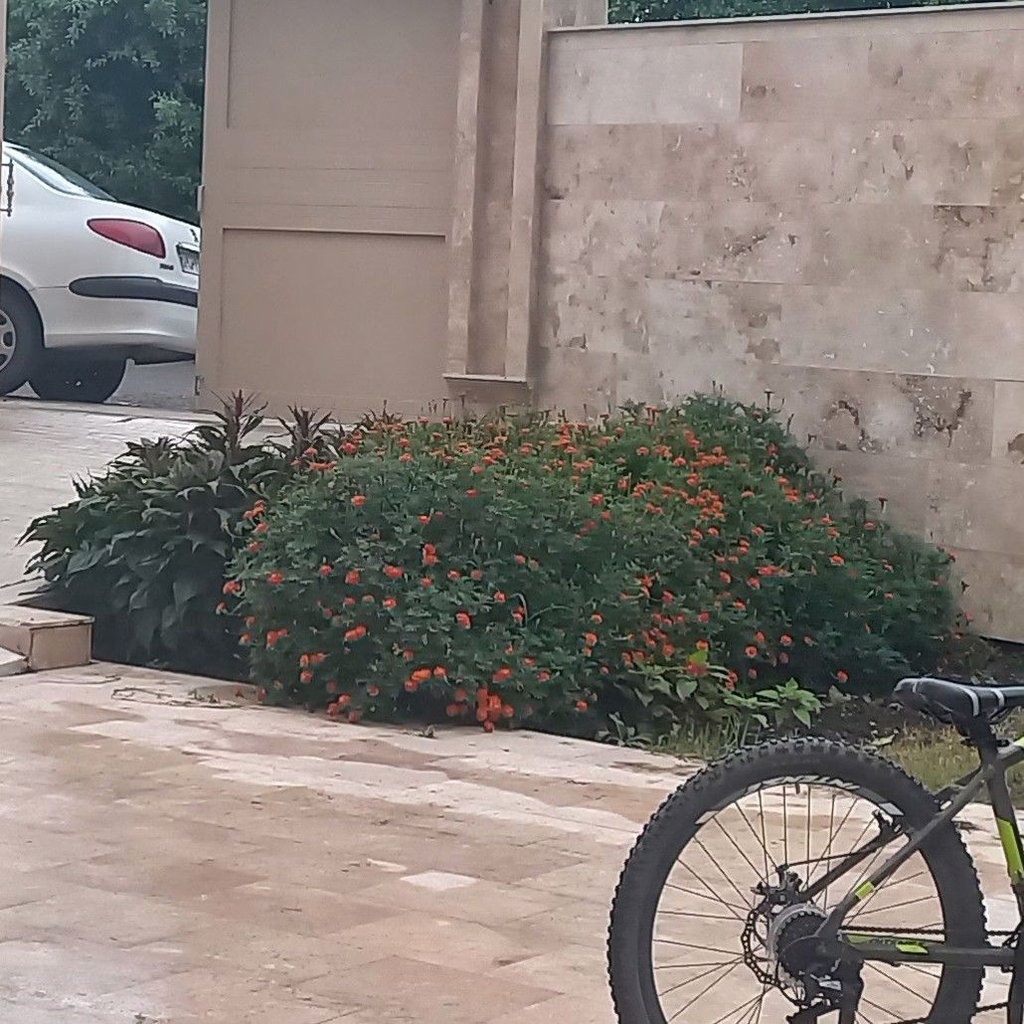 حسنعلی شاهواری