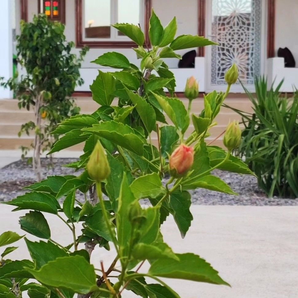 تصویر پروفایل میزبان