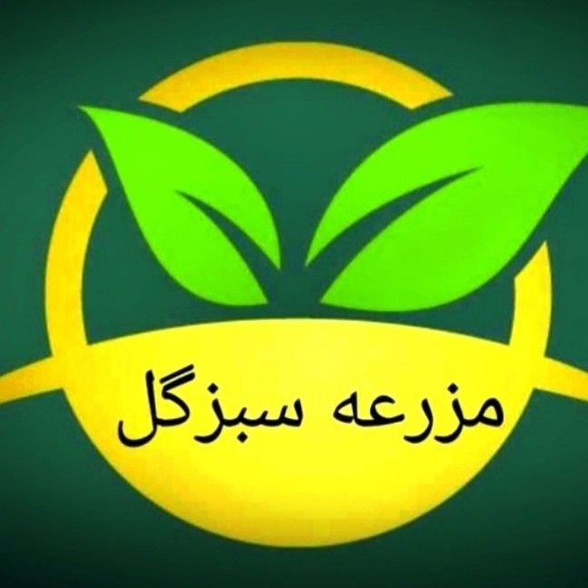 مجتبی