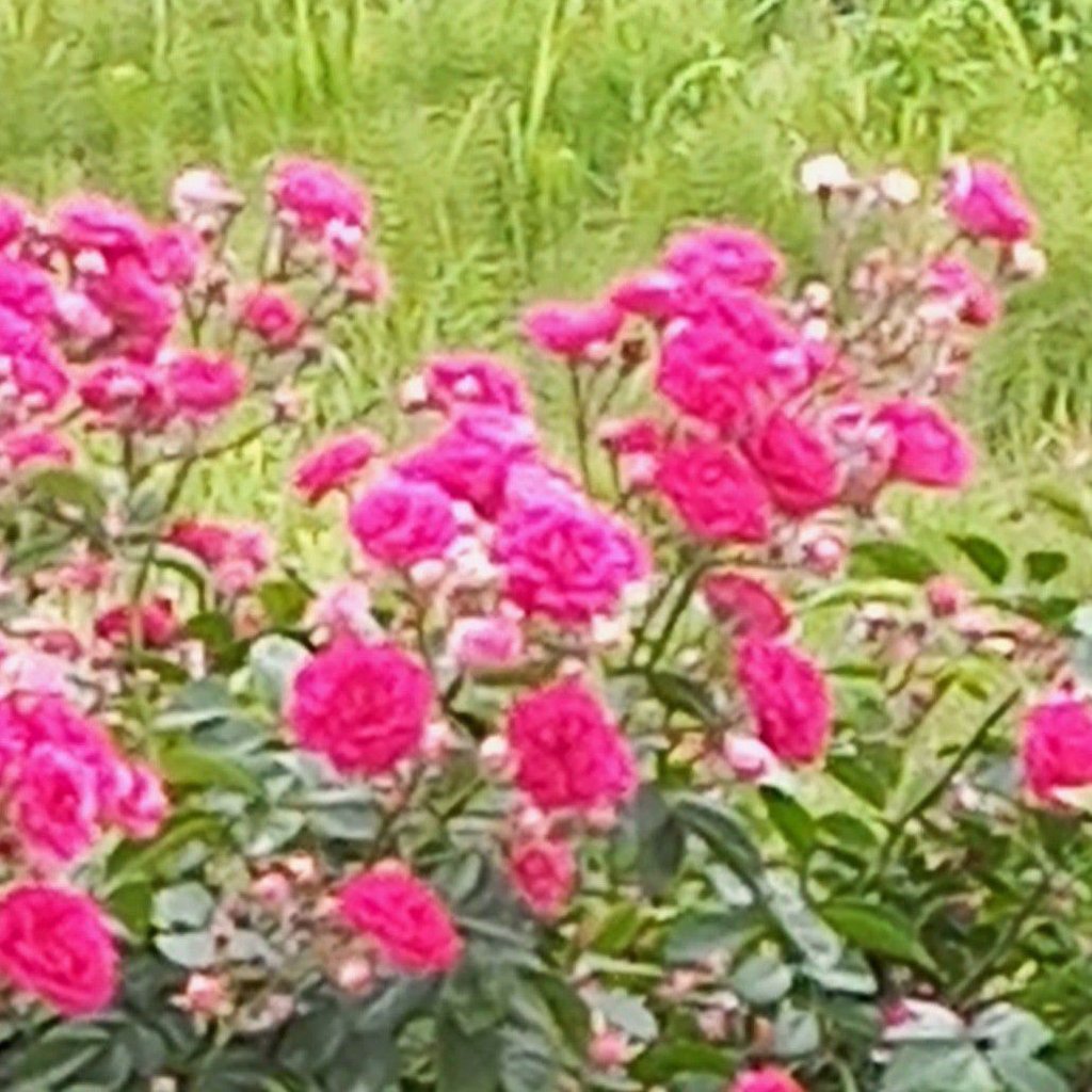 تصویر پروفایل میزبان