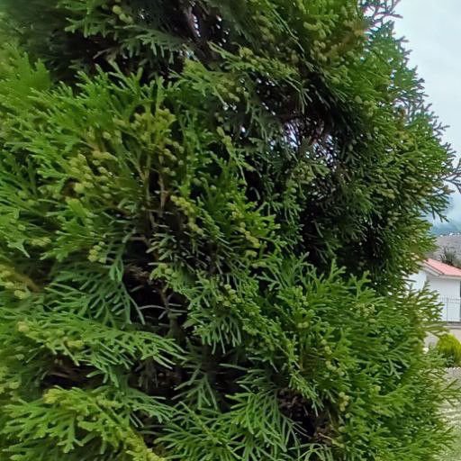 تصویر پروفایل میزبان