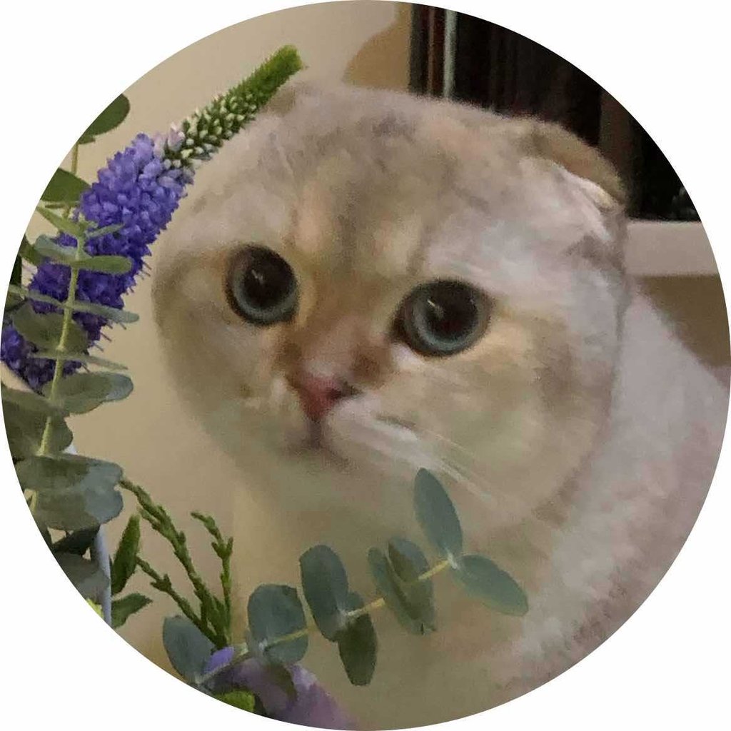 شقایق