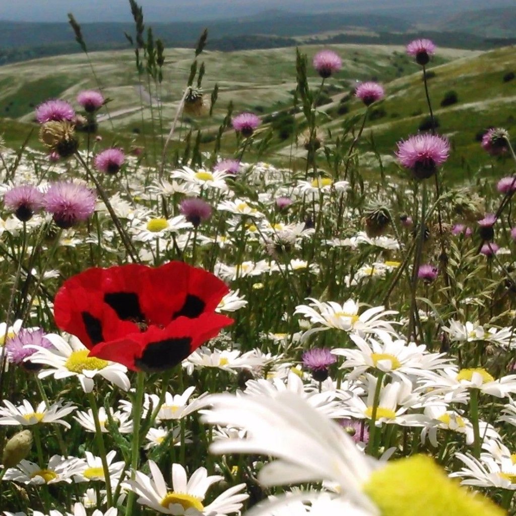تصویر پروفایل میزبان