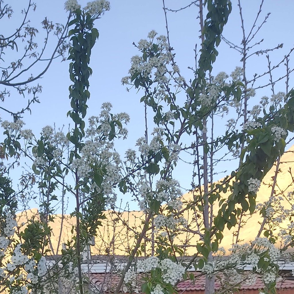 تصویر پروفایل میزبان