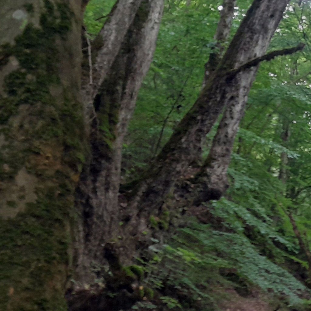 تصویر پروفایل میزبان