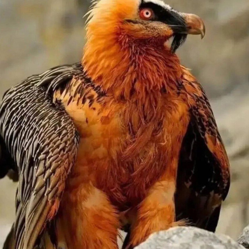 تصویر پروفایل میزبان