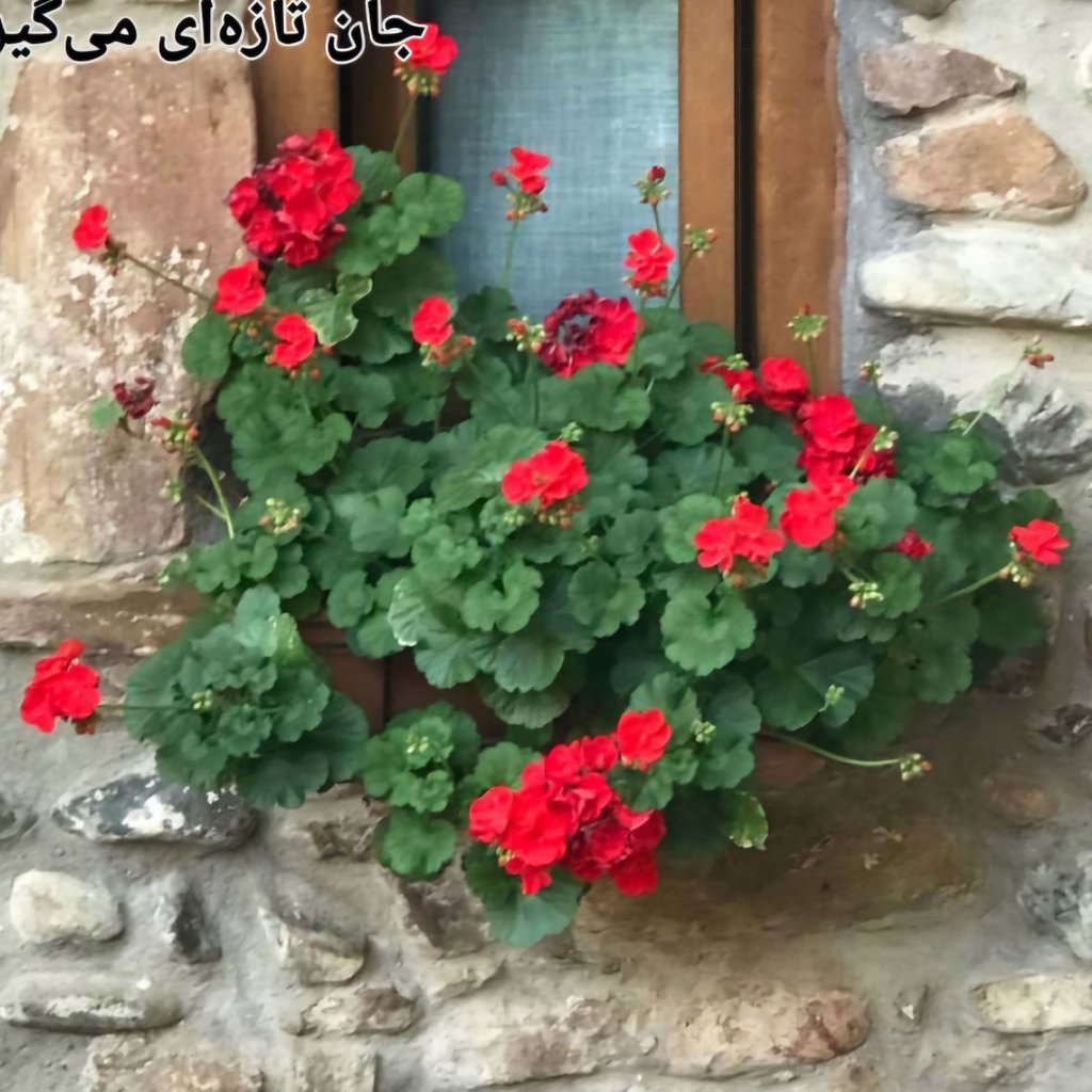 حمیده