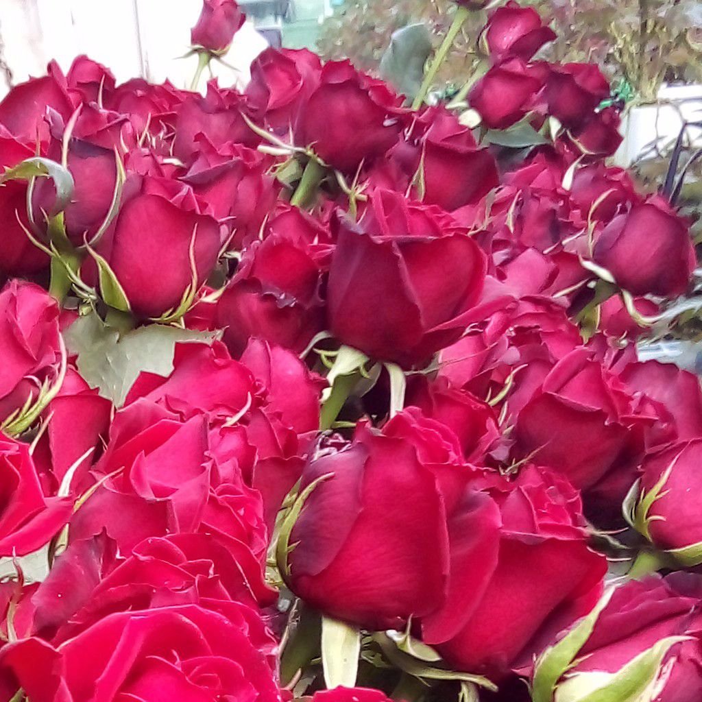 مجید یارمحمدی