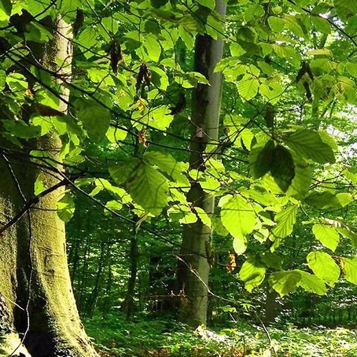 علی چهاردولی