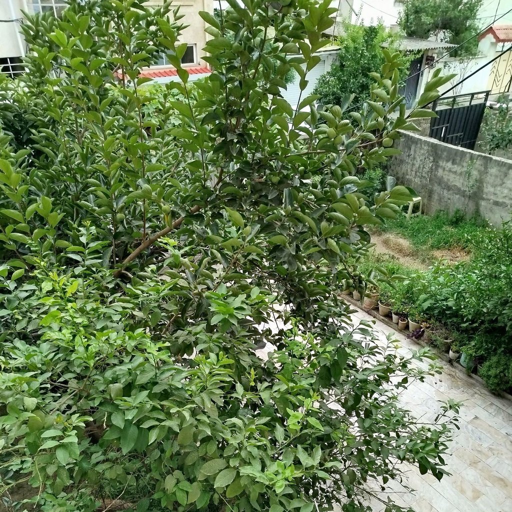 تصویر پروفایل میزبان