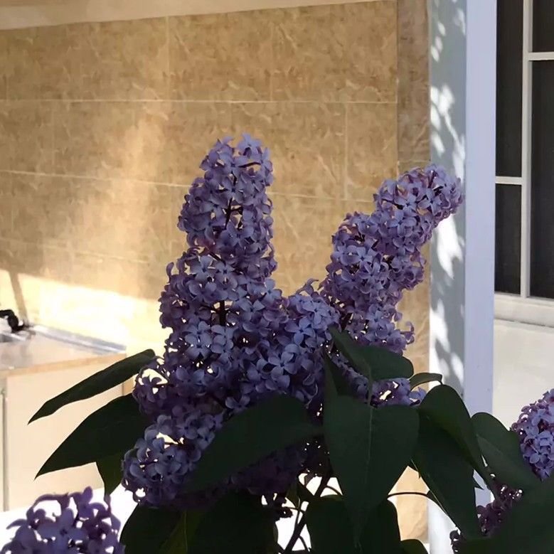 تصویر پروفایل میزبان