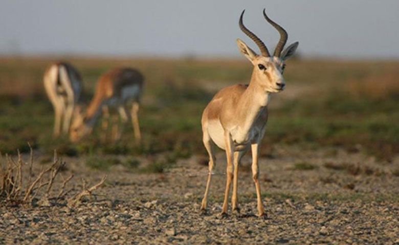 بوستان-آهوان-کیش.jpg