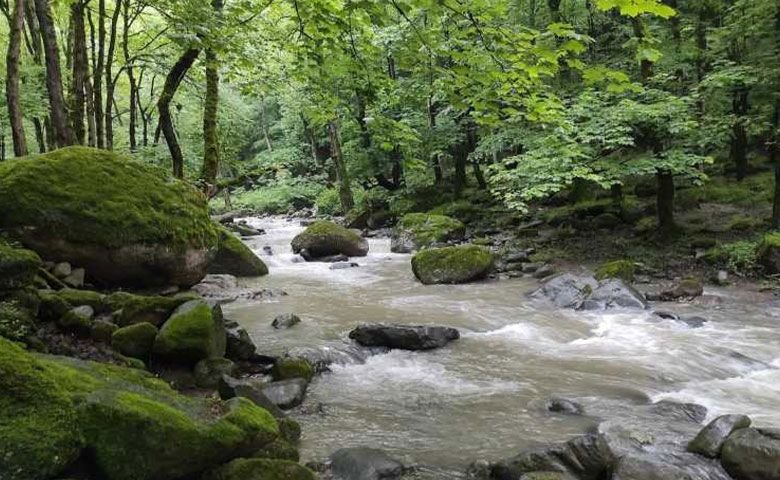 بوستان-جنگلی-صفارود.jpg