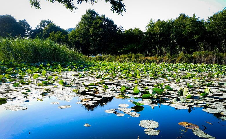 چند-نکته-که-باید-برای-بازدید-از-تالاب-سوستان-بدانید.jpg