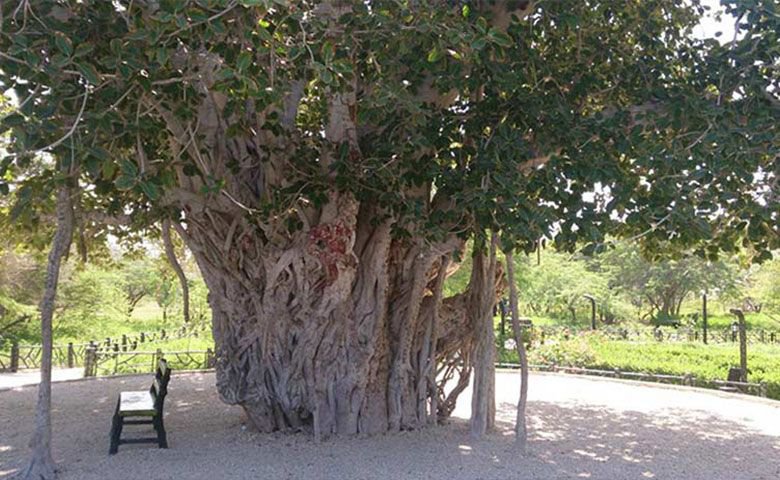 درخت سبز کیش؛ کهنسال‌ترین جاذبه طبیعی در جزیره