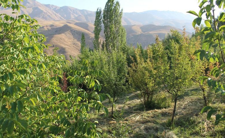کمپینگ-و-شب‌مانی-در-طبیعت.jpg