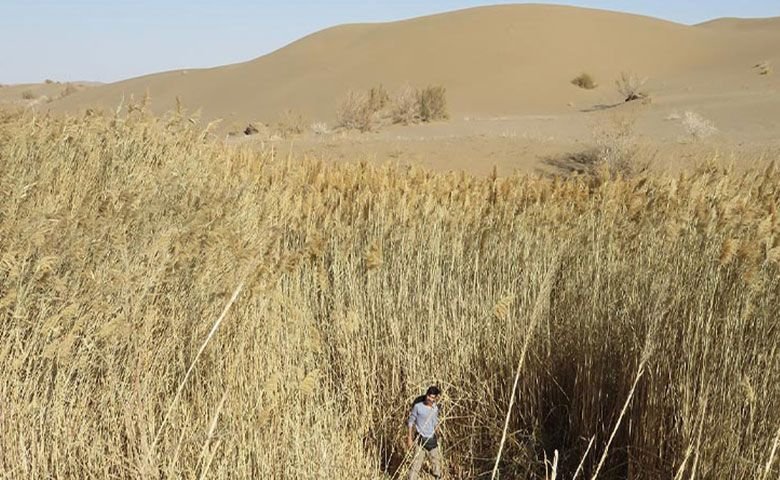 نیزار کویر مصر