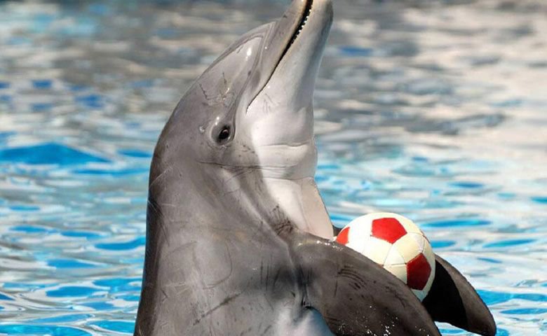 پارک دلفین کیش؛ لذت تماشای دلفین‌های باهوش و بازیگوش
