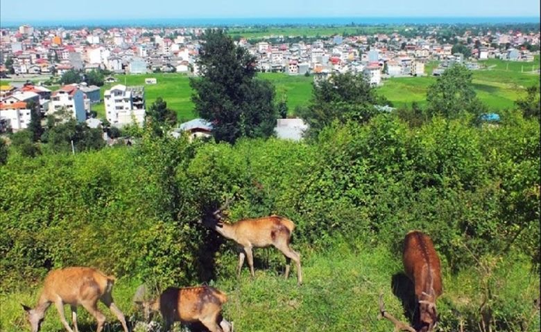 پارک-جنگلی-سیاه-داران.jpg