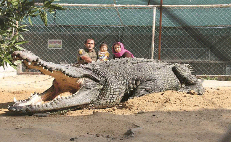 پارک-کروکودیل-قشم.gif