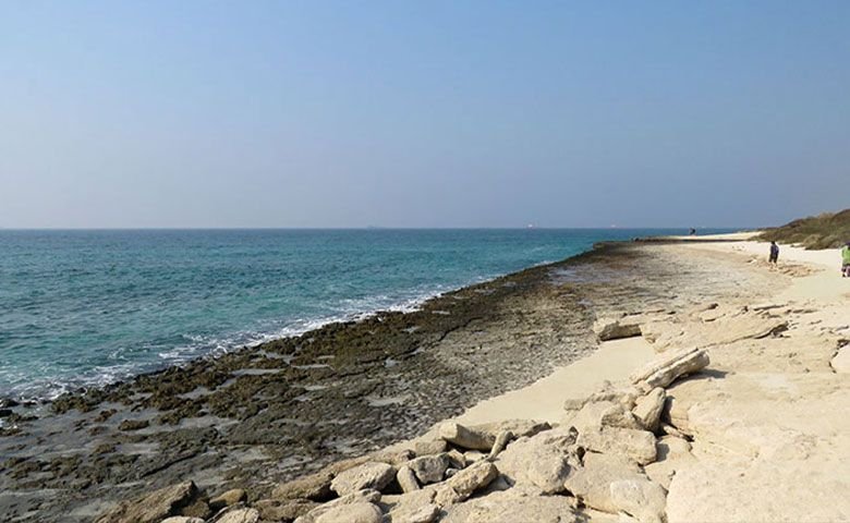 پرنده‌نگری.jpg