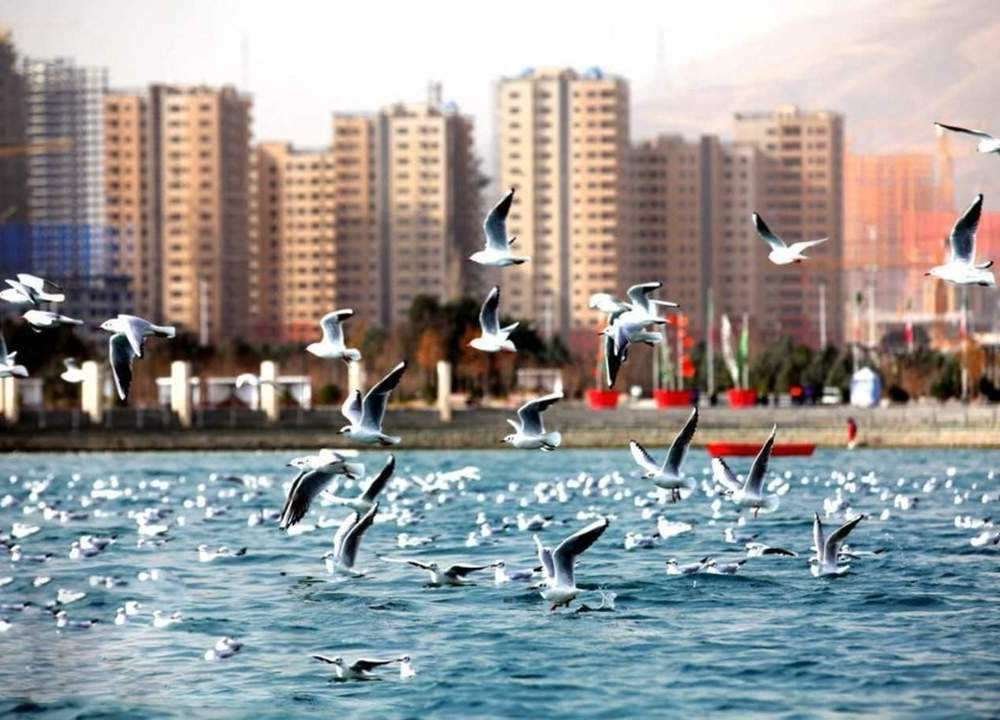 دسته پرندگان مهاجر در حال پرواز بر فراز دریاچه چیتگر تهران