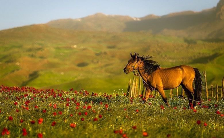 طبیعت‌گردی-در-ییلاقات-تالش.jpg