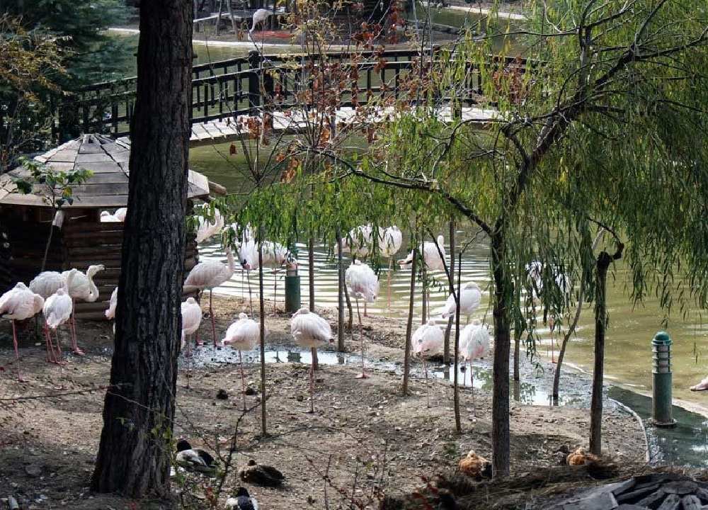 دسته فلامینگوها در باغ پرندگان تهران کنار دریاچه
